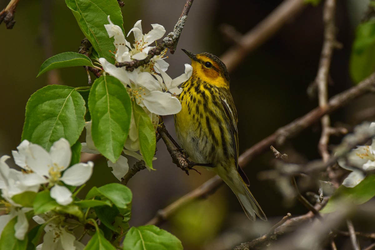 Cape May Warbler - ML618701049