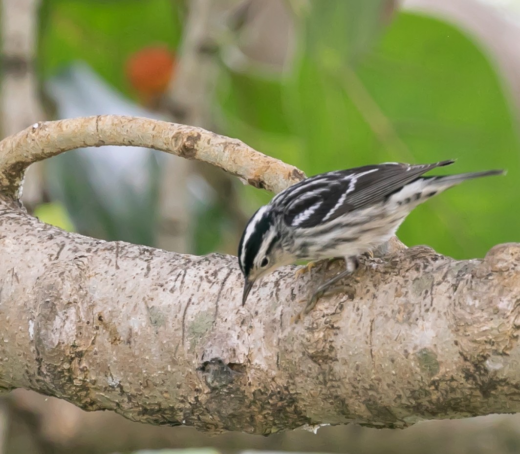 Black-and-white Warbler - ML618701077