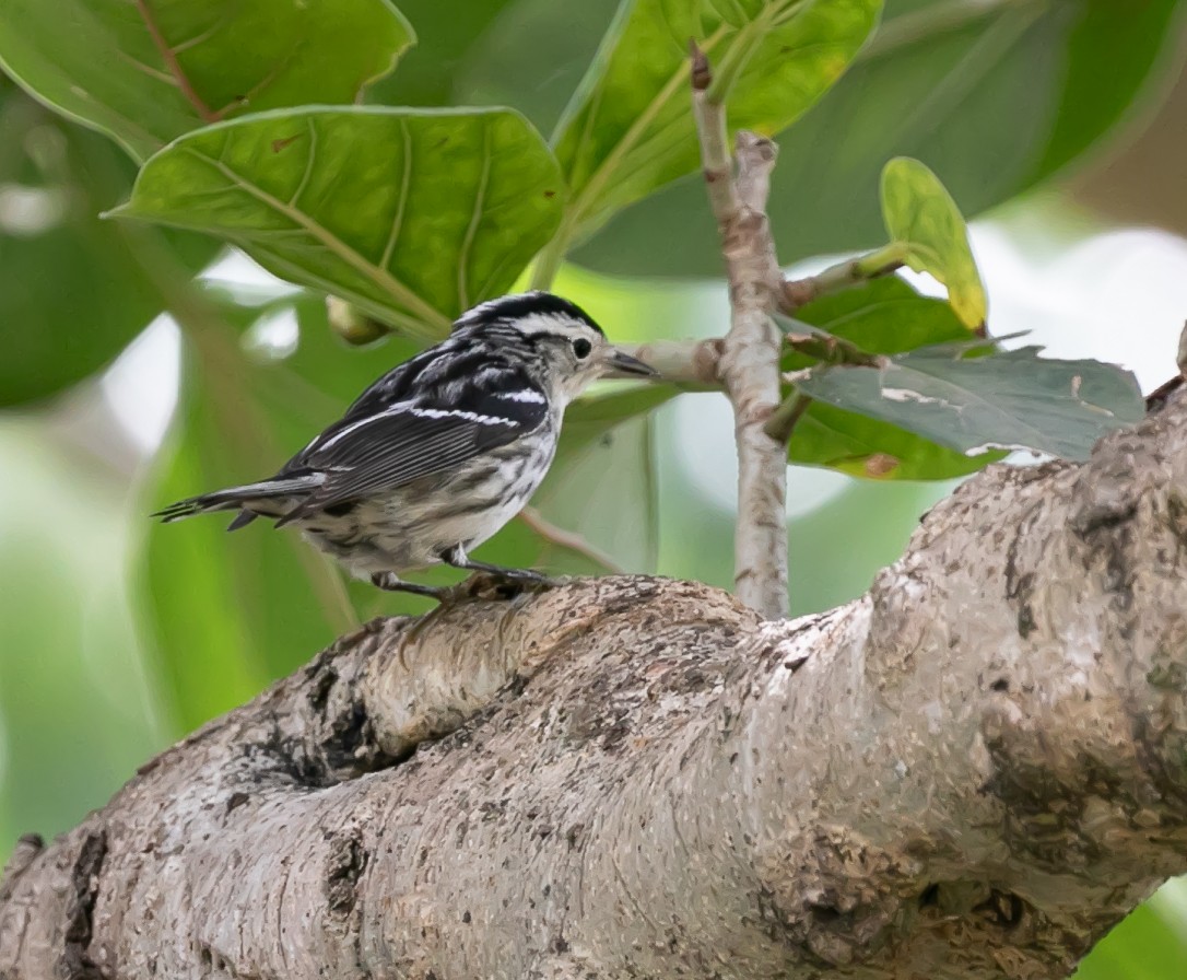 Black-and-white Warbler - ML618701078