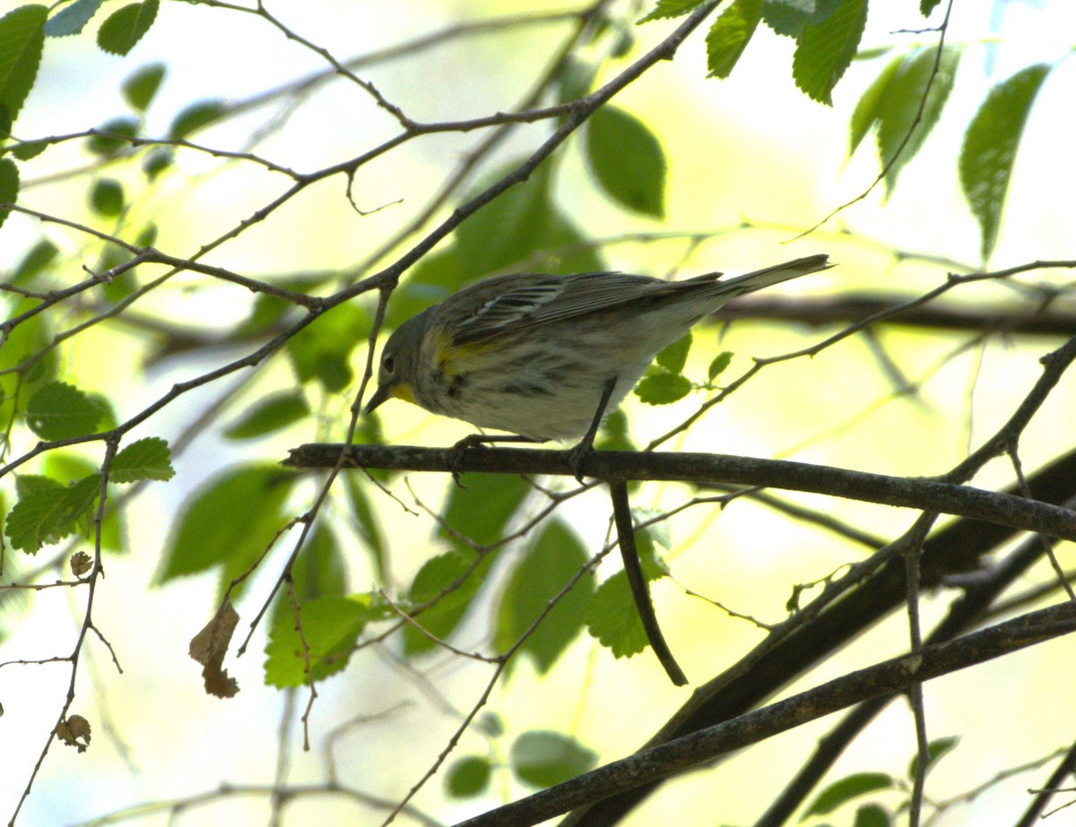 Yellow-rumped Warbler (Audubon's) - ML618701084