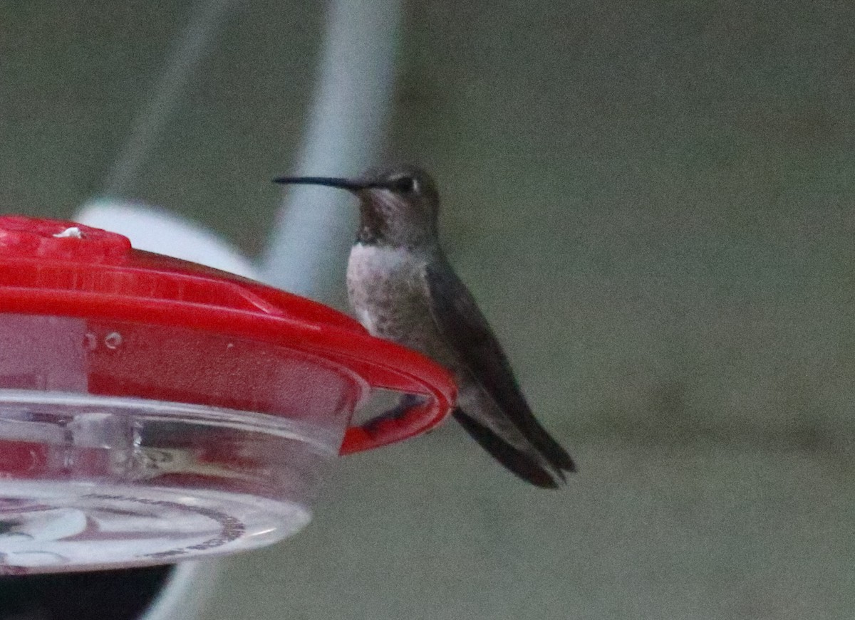Anna's Hummingbird - ML618701090