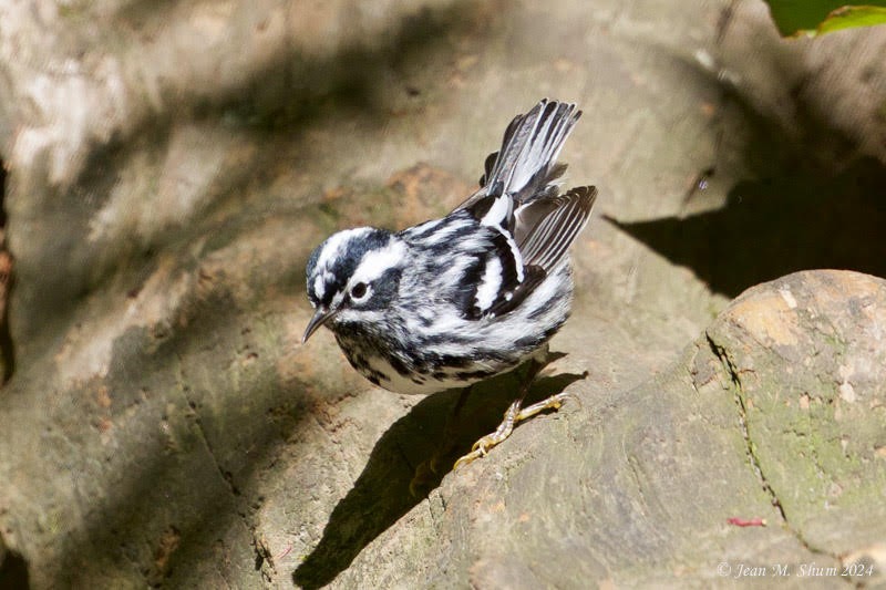 Black-and-white Warbler - ML618701100