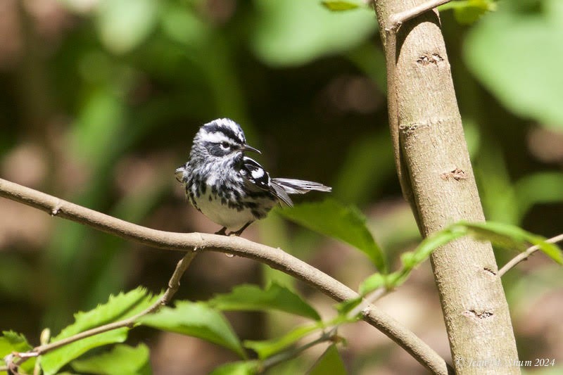 Black-and-white Warbler - ML618701101