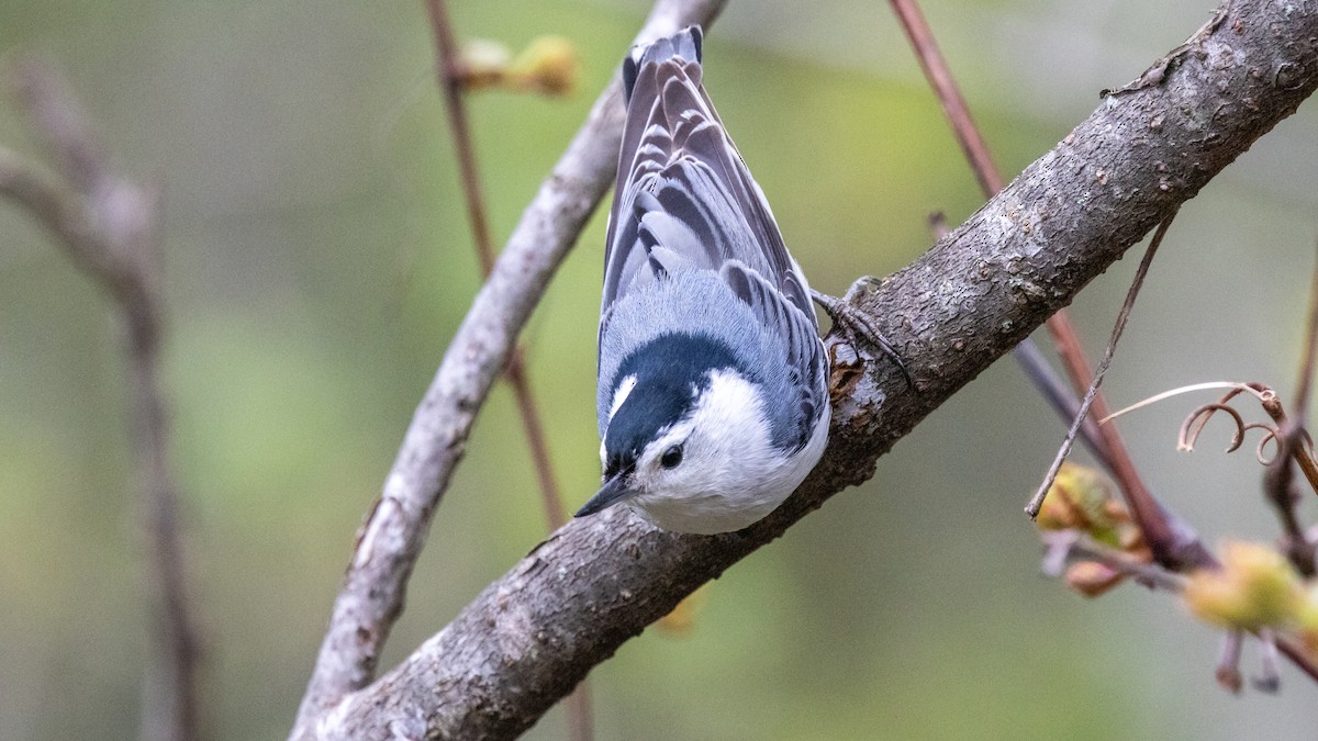 White-breasted Nuthatch - ML618701122