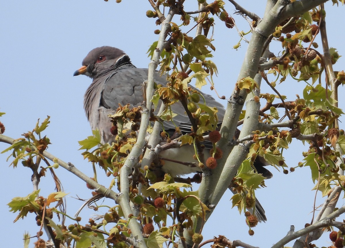 Band-tailed Pigeon - ML618701143