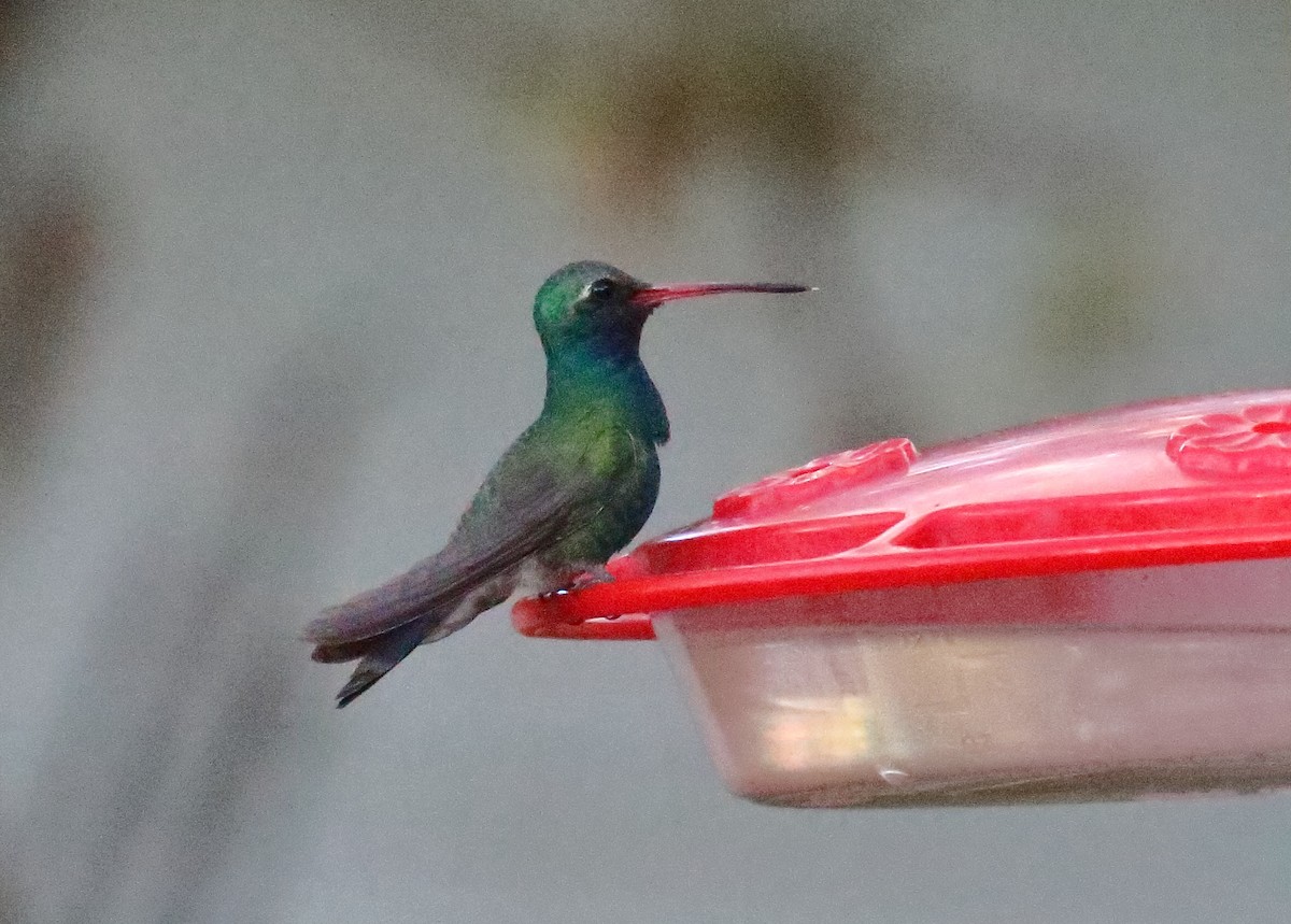 Broad-billed Hummingbird - ML618701171