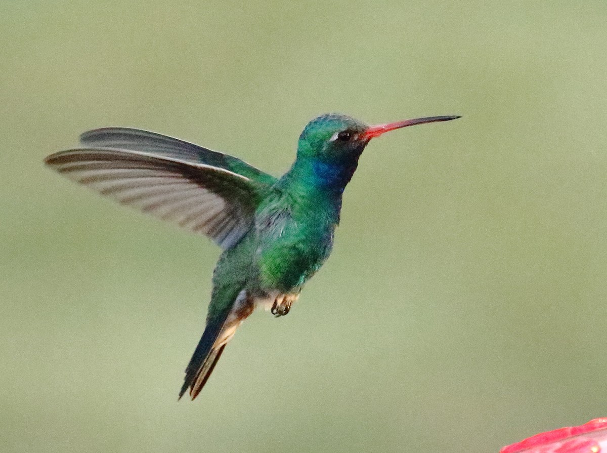 Broad-billed Hummingbird - ML618701176