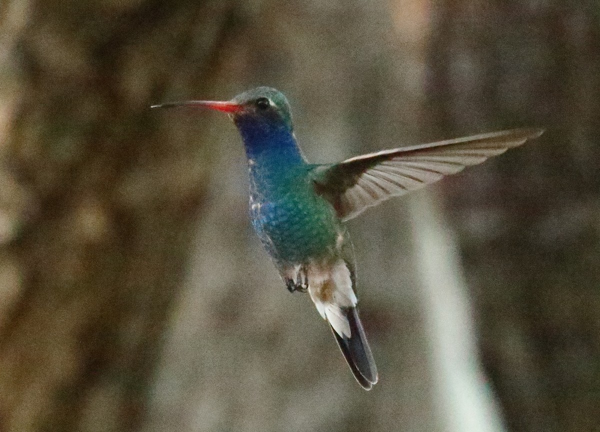 Broad-billed Hummingbird - ML618701177