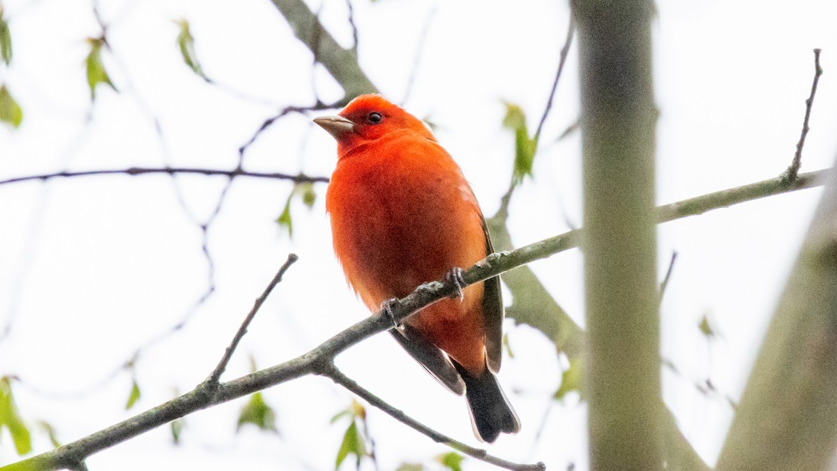 Scarlet Tanager - ML618701245