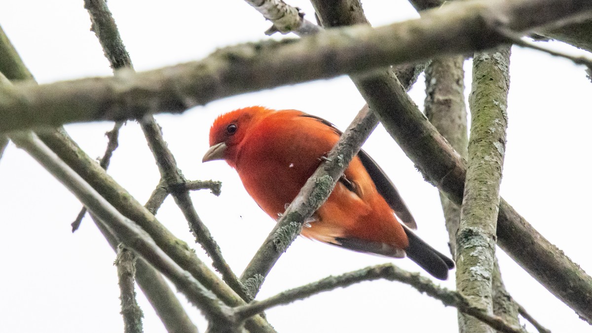 Scarlet Tanager - ML618701246