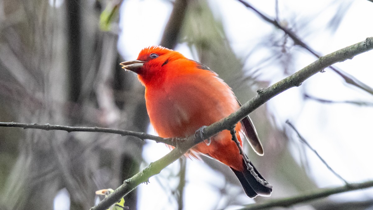 Scarlet Tanager - ML618701247