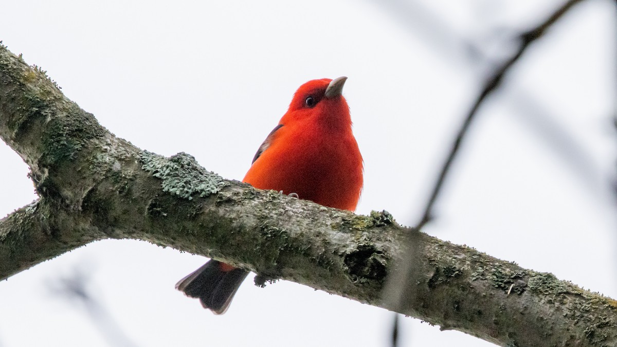 Scarlet Tanager - ML618701248