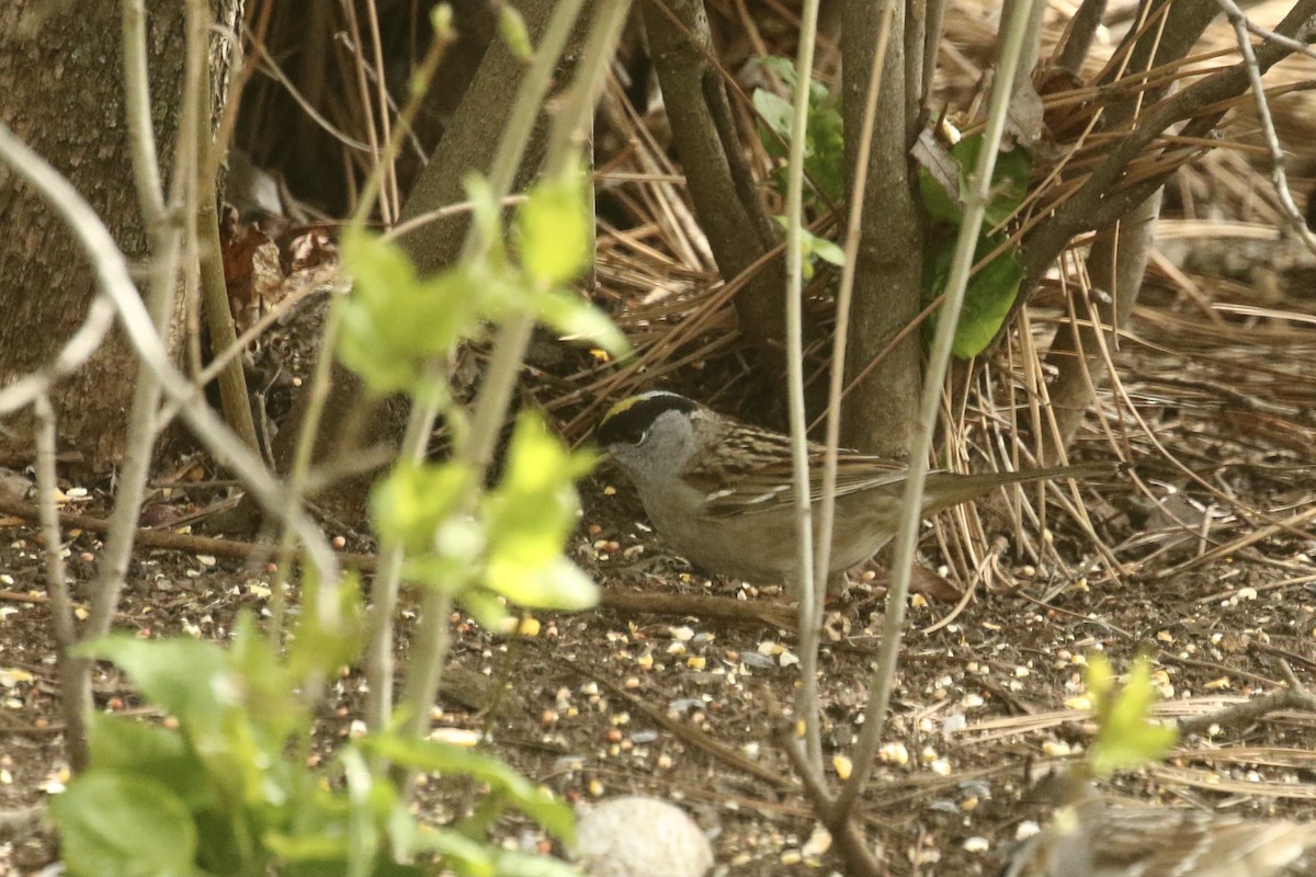 Golden-crowned Sparrow - ML618701279