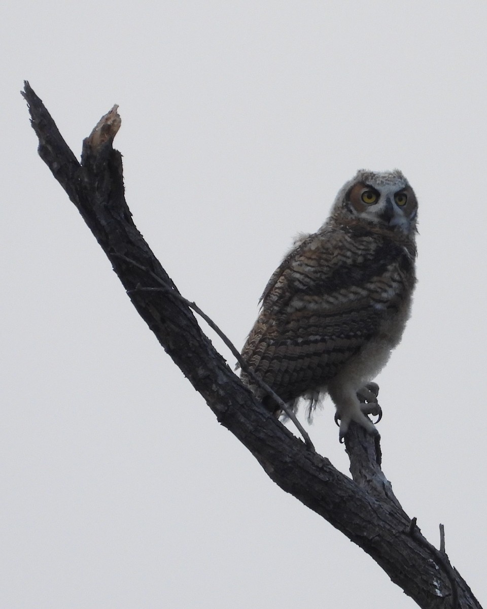 Great Horned Owl - ML618701290