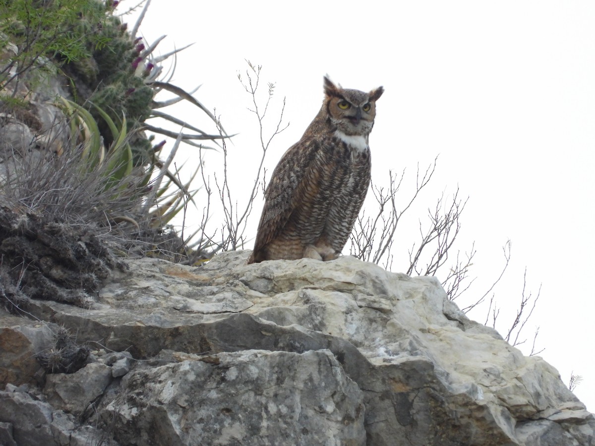 Great Horned Owl - ML618701292