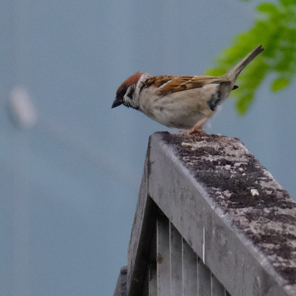 Eurasian Tree Sparrow - ML618701313