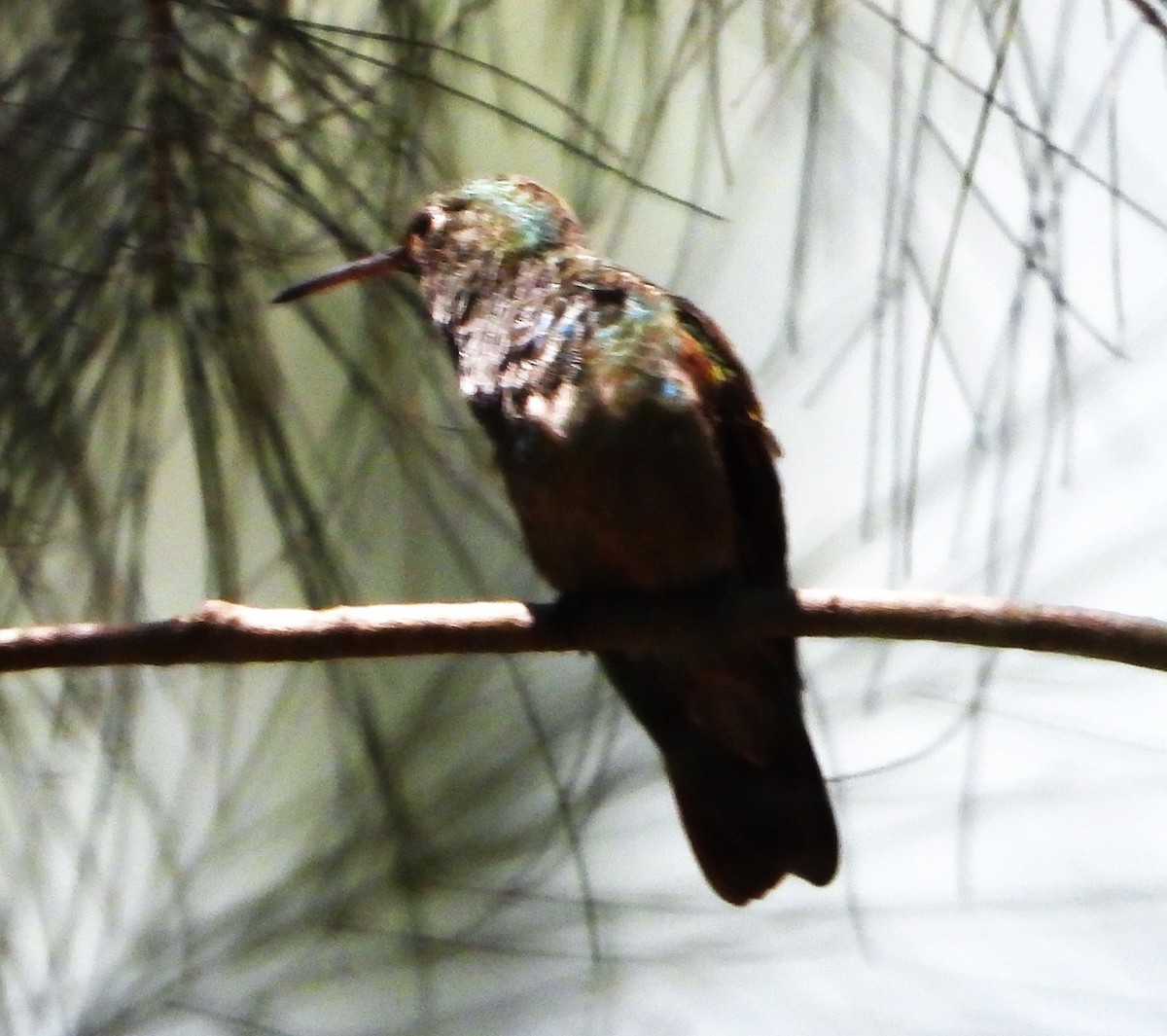 Berylline Hummingbird - ML618701339