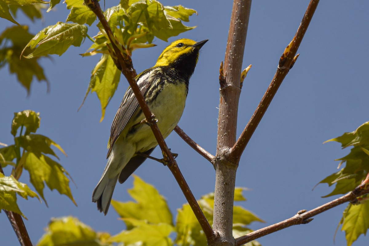 Black-throated Green Warbler - ML618701342
