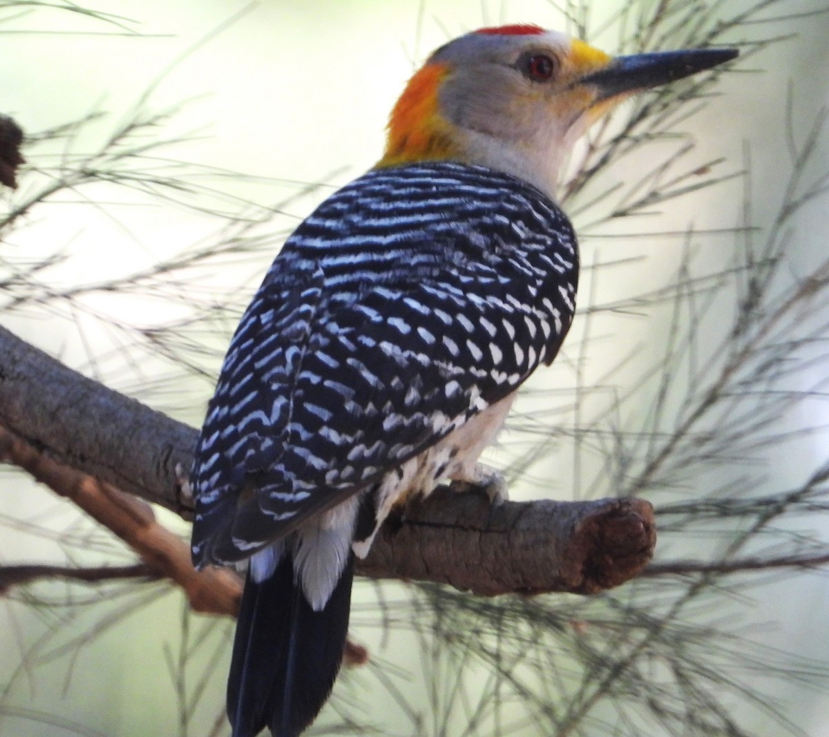 Golden-fronted Woodpecker - ML618701362