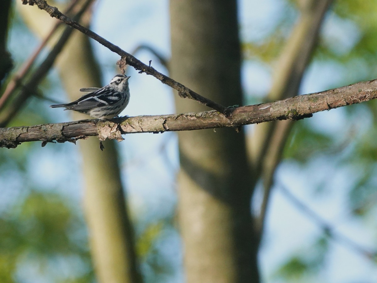Black-and-white Warbler - ML618701393