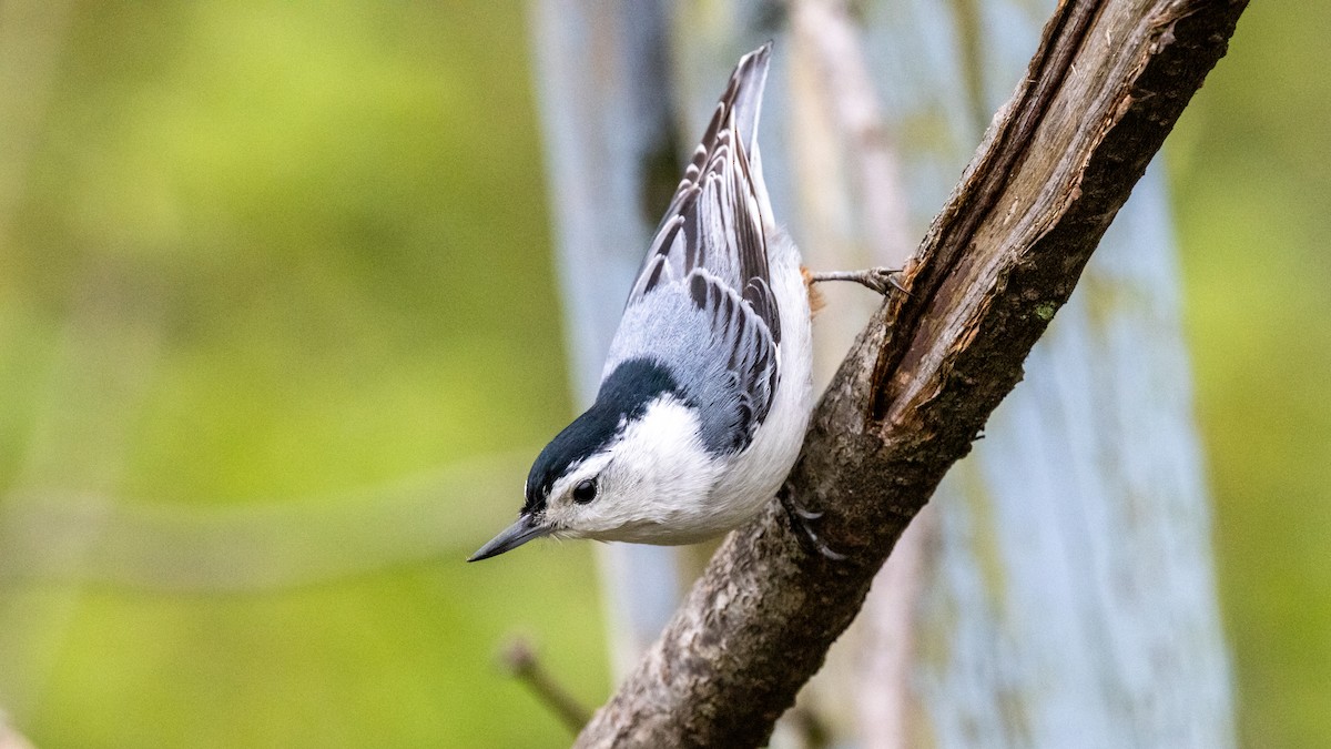 White-breasted Nuthatch - ML618701401