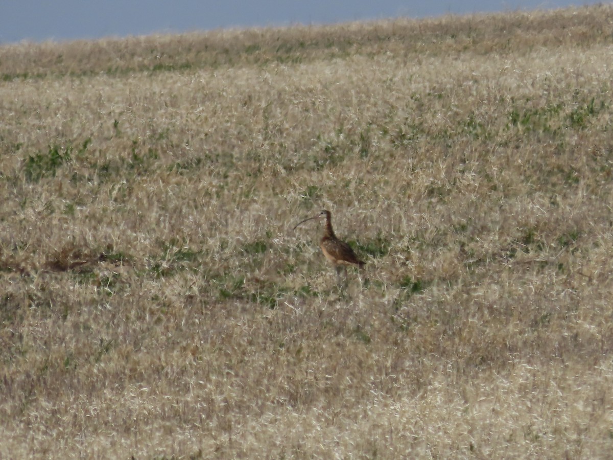 Long-billed Curlew - ML618701402