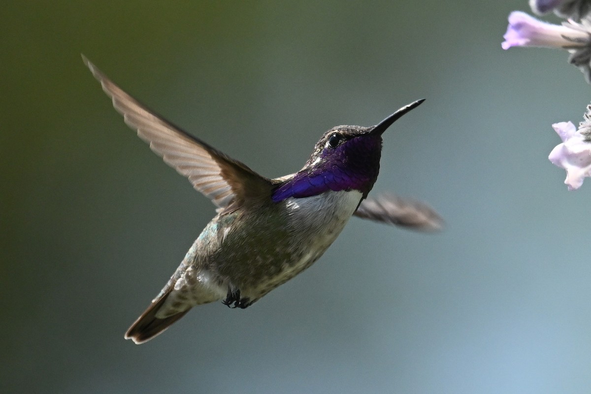 Costa's Hummingbird - ML618701421