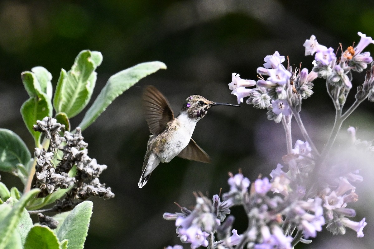 Costa's Hummingbird - Maryse Neukomm