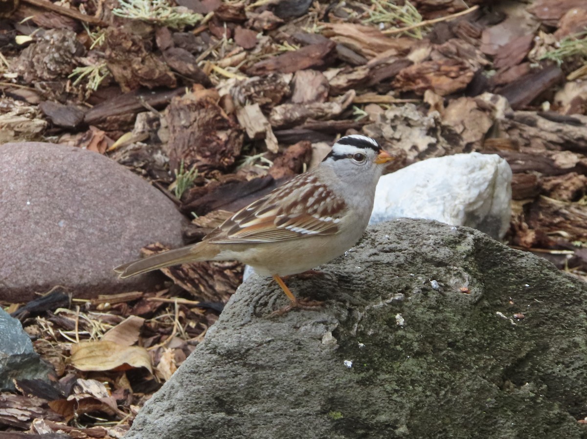 White-crowned Sparrow - ML618701440