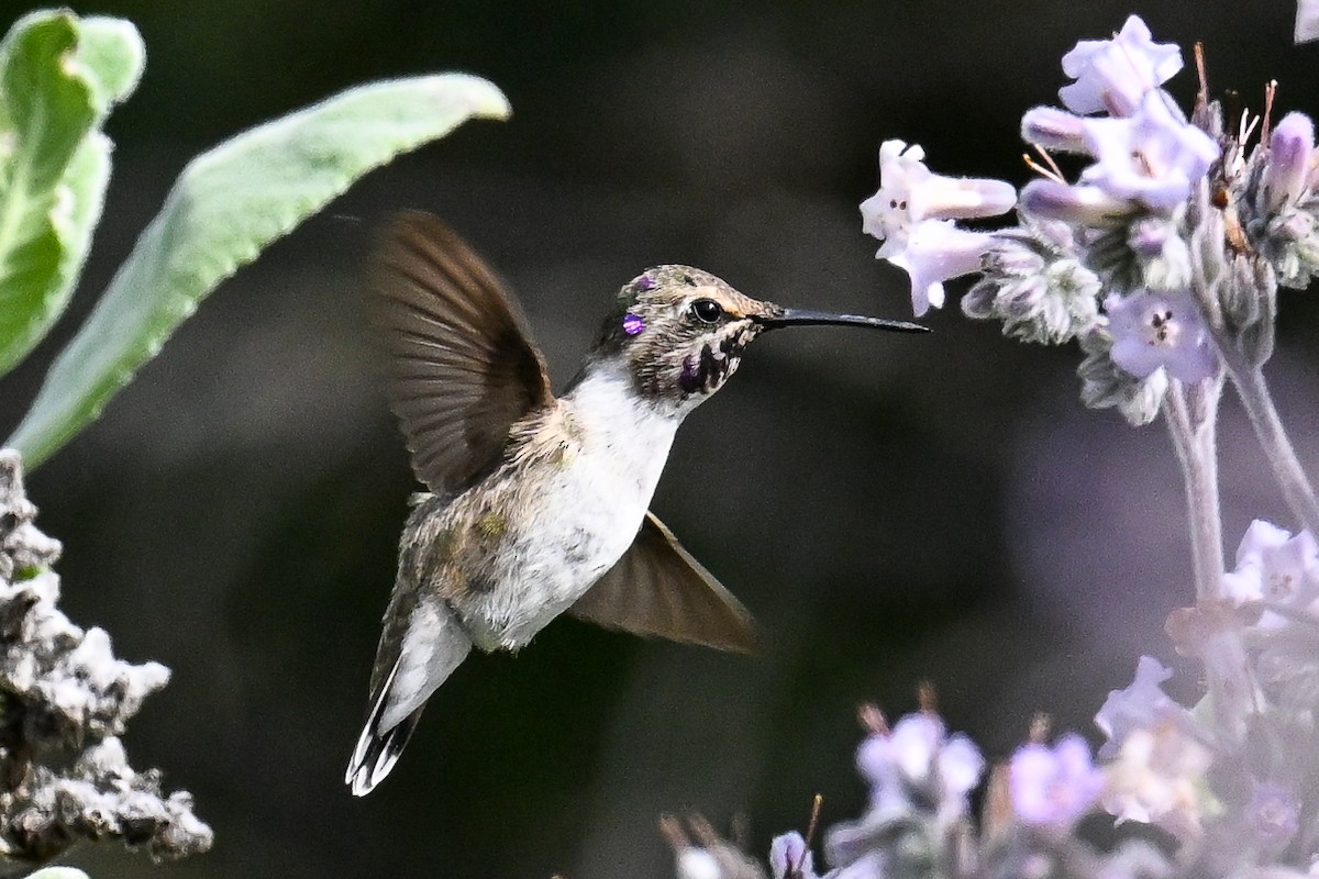 Costa's Hummingbird - ML618701443
