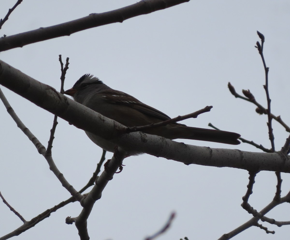 White-crowned Sparrow - ML618701453