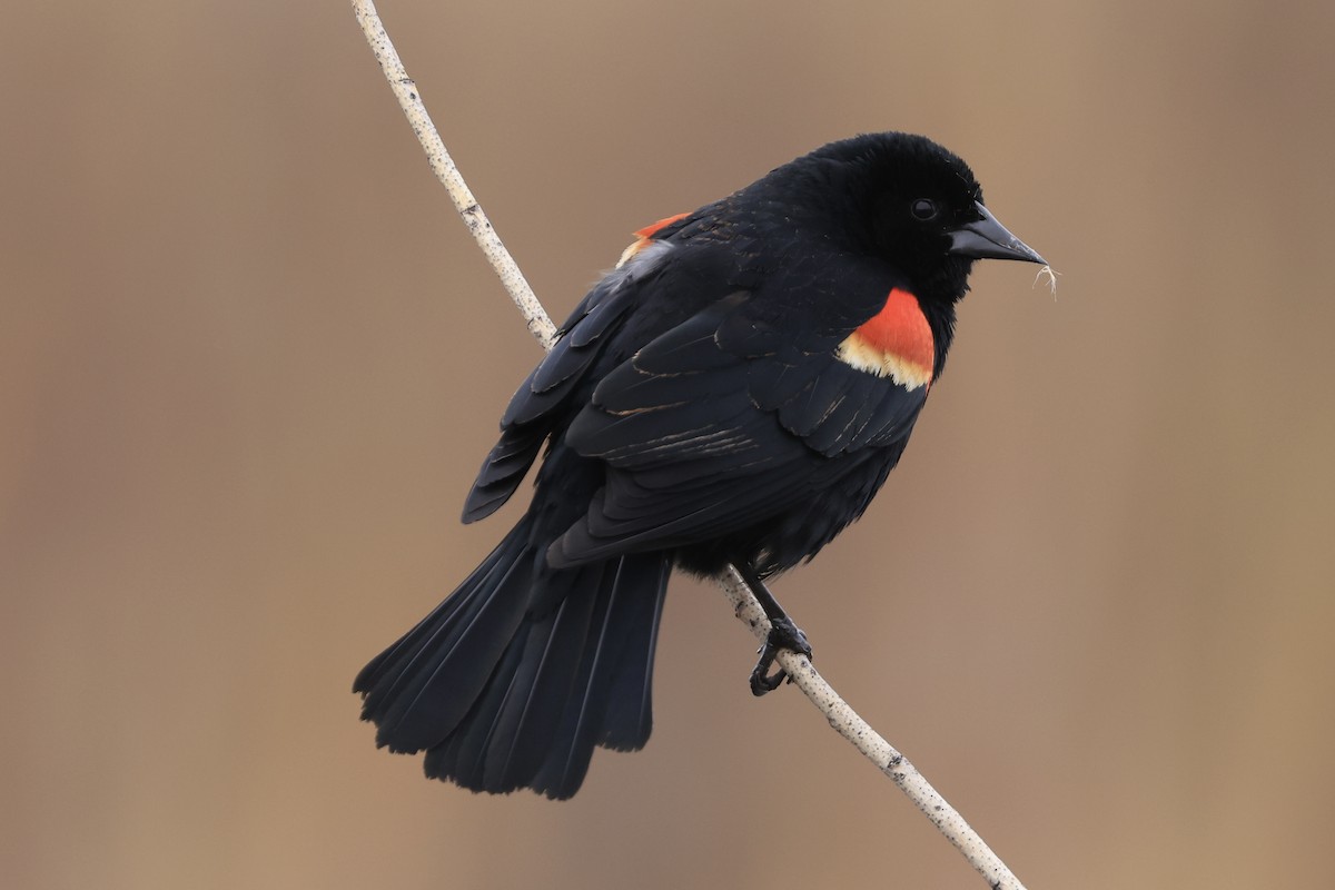 Red-winged Blackbird - ML618701454