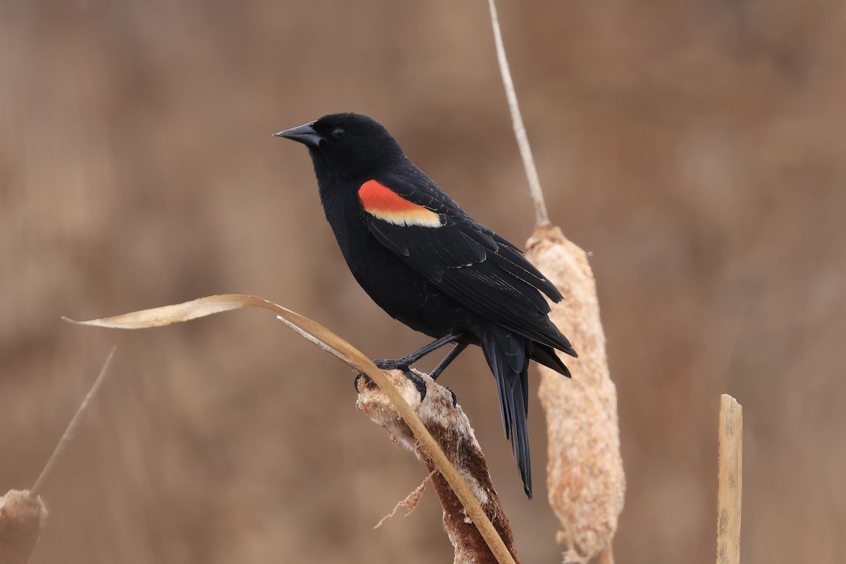 Red-winged Blackbird - ML618701455