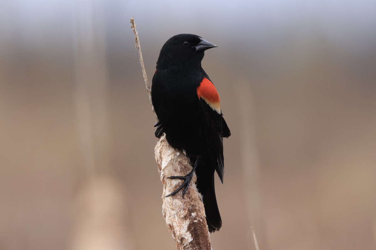 Red-winged Blackbird - ML618701456