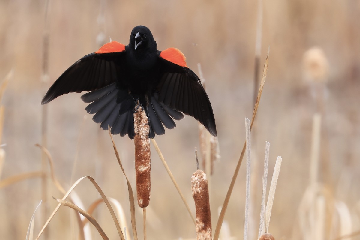 Red-winged Blackbird - Jeff O’Neil