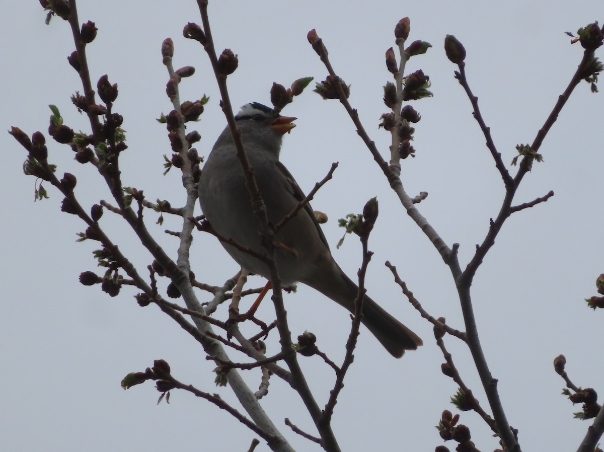 White-crowned Sparrow - ML618701464