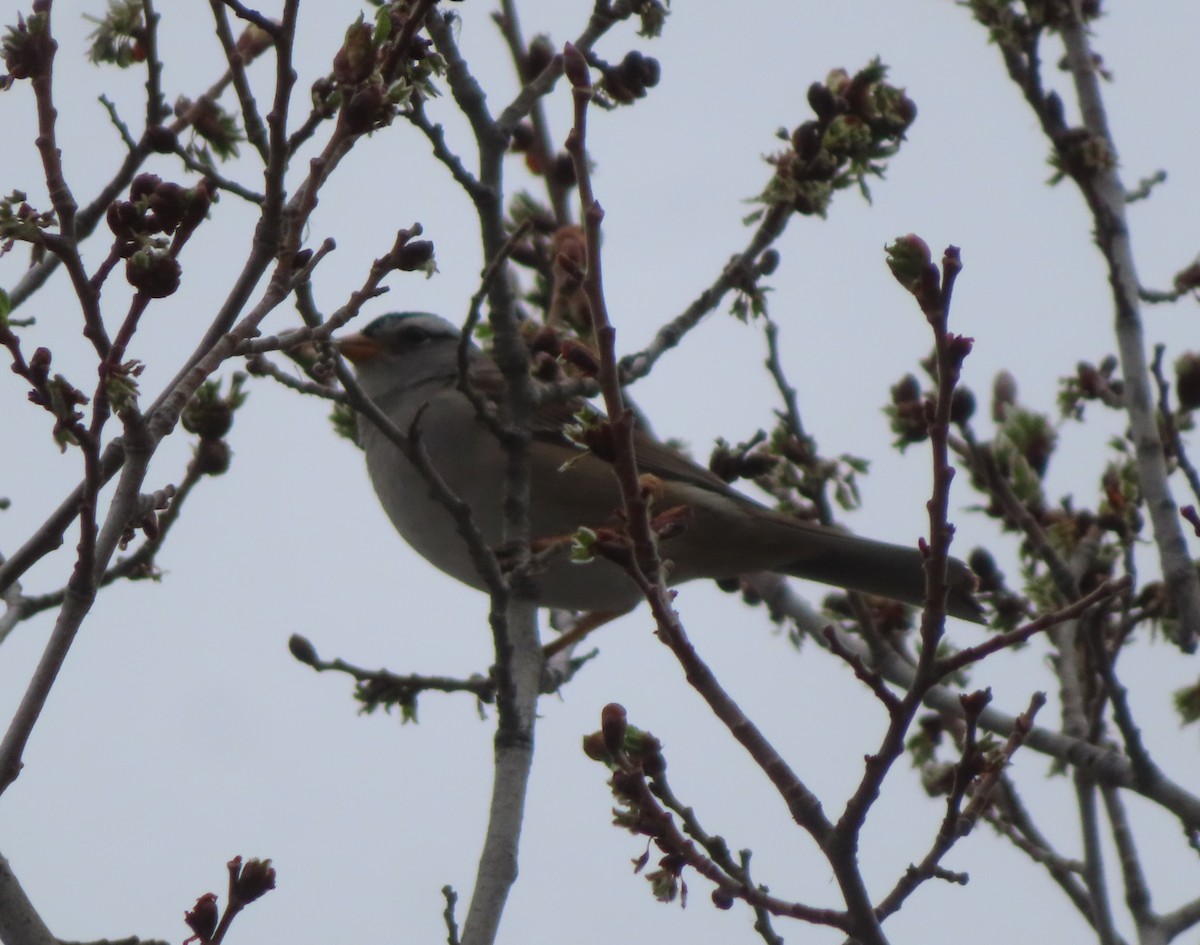 White-crowned Sparrow - ML618701468