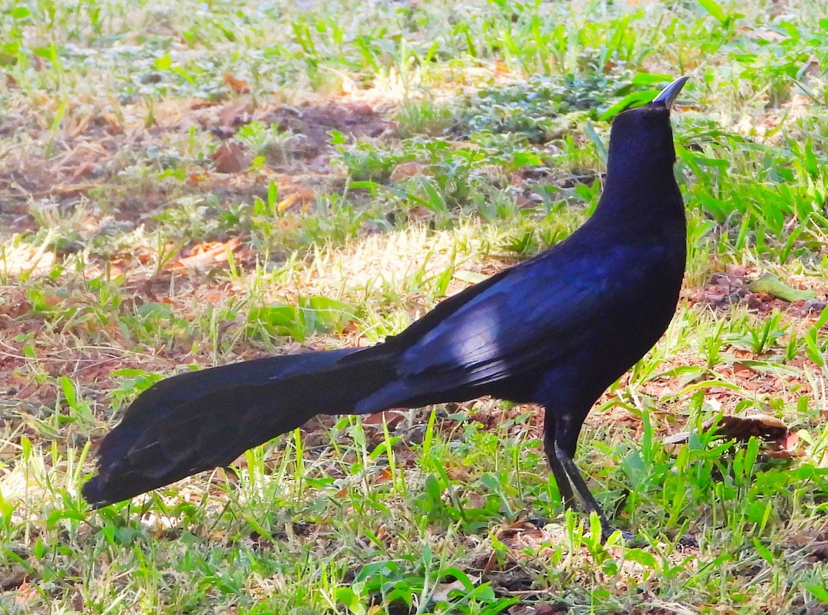 Great-tailed Grackle - ML618701474