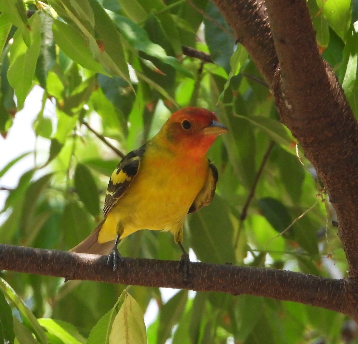 Western Tanager - ML618701487