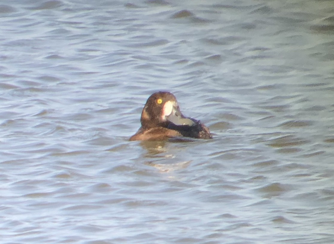 Greater Scaup - ML618701509