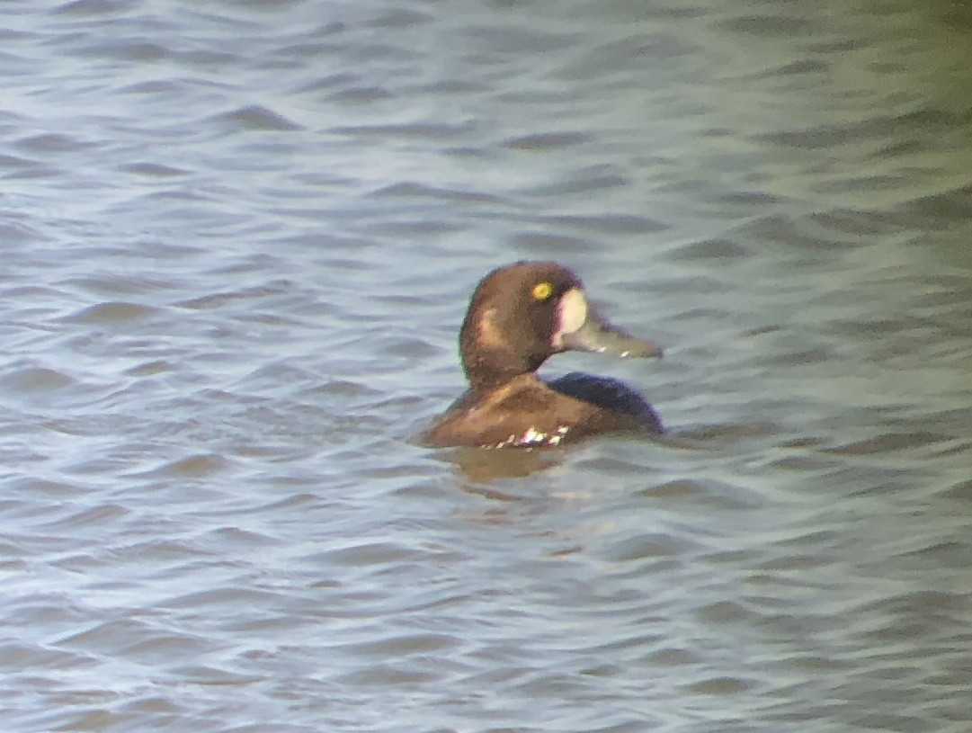Greater Scaup - ML618701514