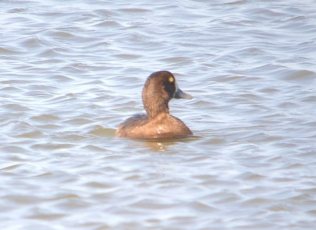 Greater Scaup - ML618701526