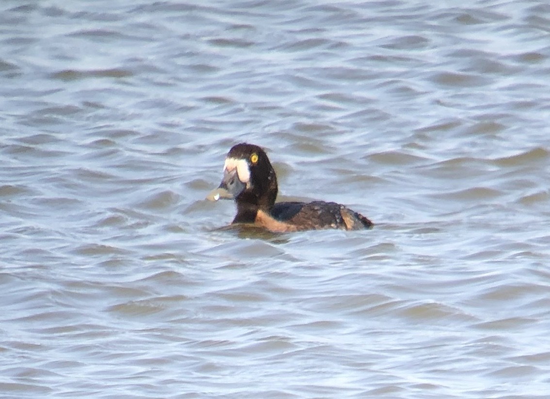Greater Scaup - ML618701536