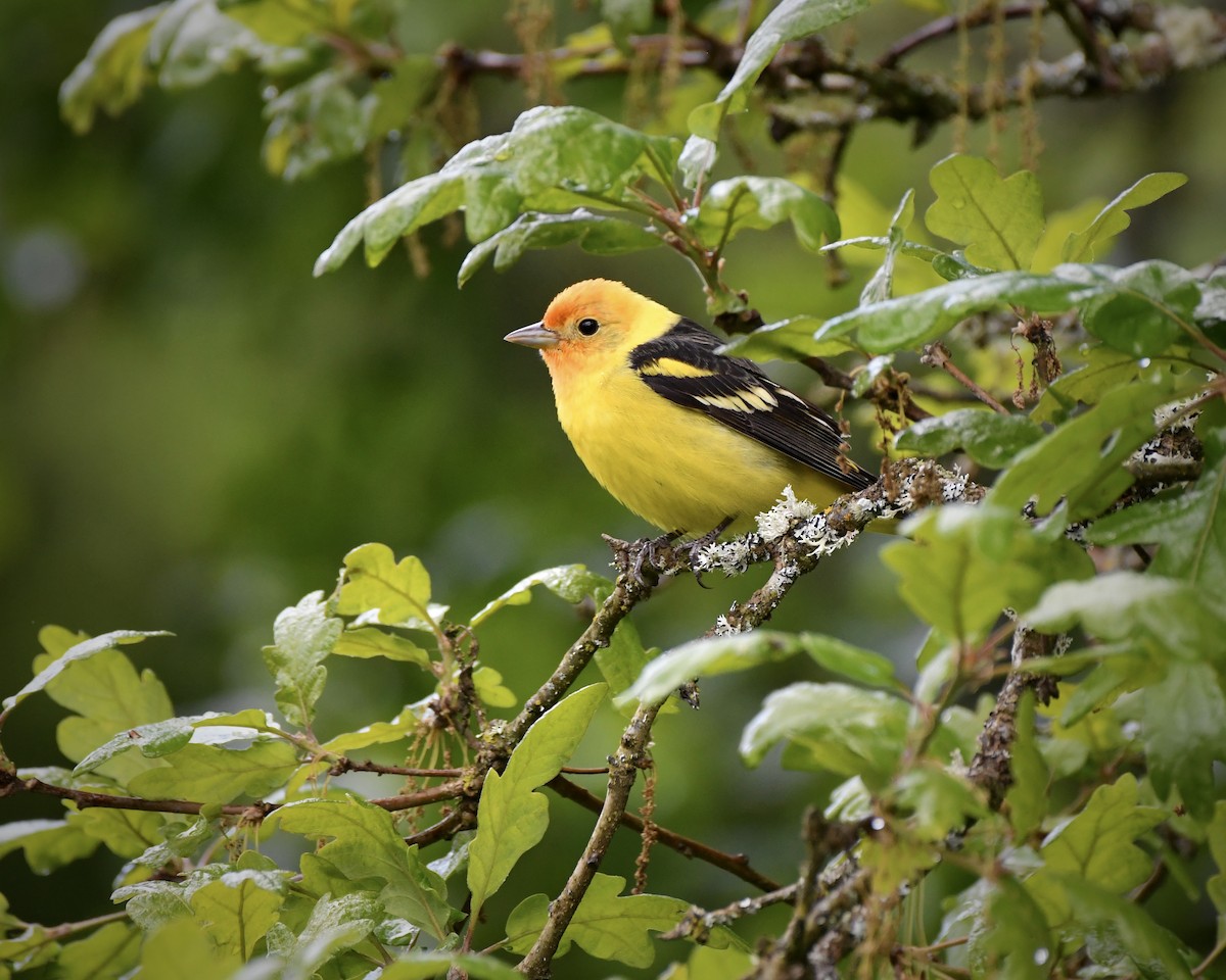 Western Tanager - ML618701548