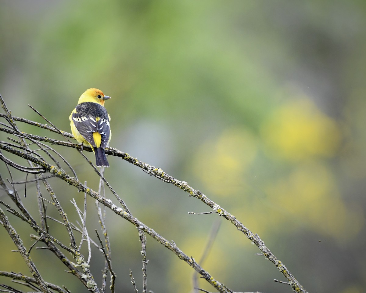 Western Tanager - ML618701554