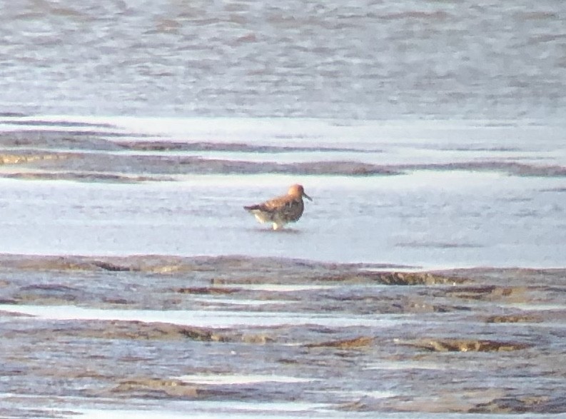 Red Knot - ML618701559