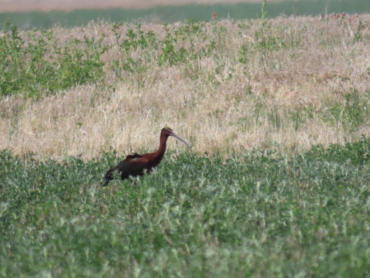 ibis hnědý/americký - ML618701570