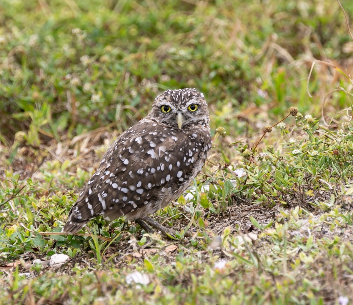 Burrowing Owl (Florida) - ML618701596