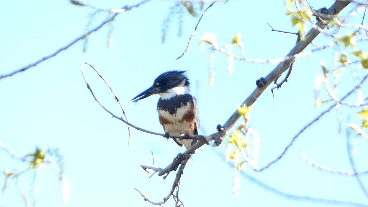 Belted Kingfisher - ML618701603