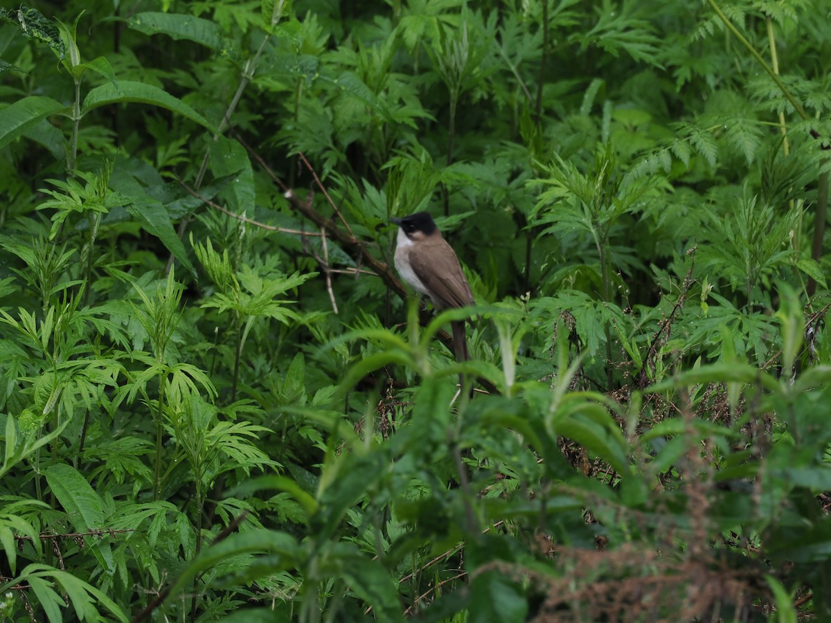 Brown-breasted Bulbul - ting zou